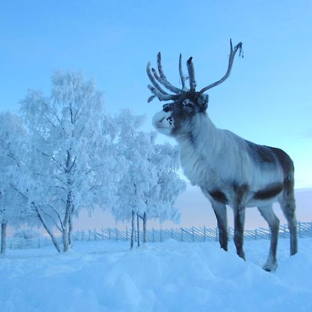 Reindeer Lodge Юккасъярви Экстерьер фото