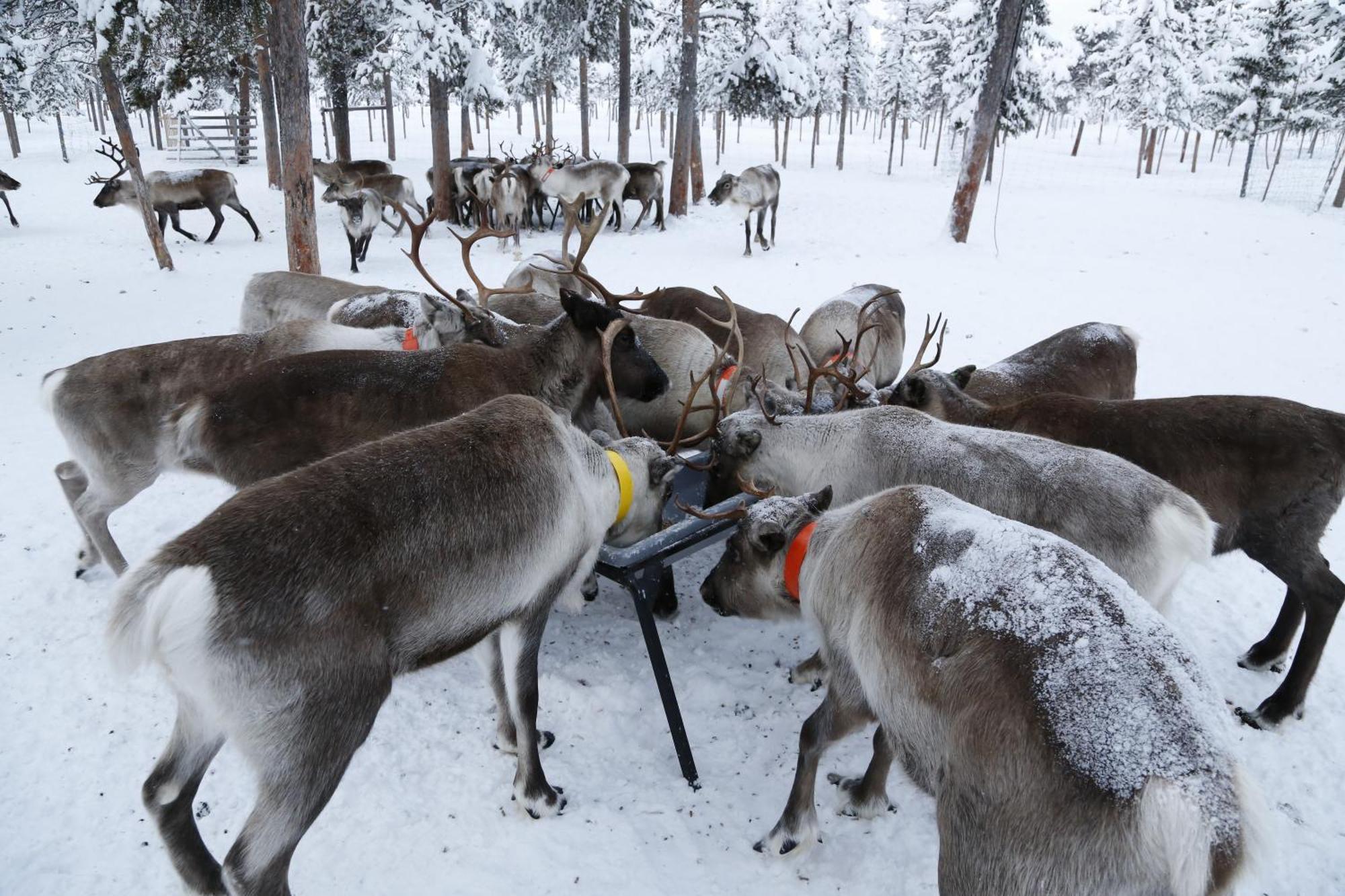 Reindeer Lodge Юккасъярви Экстерьер фото