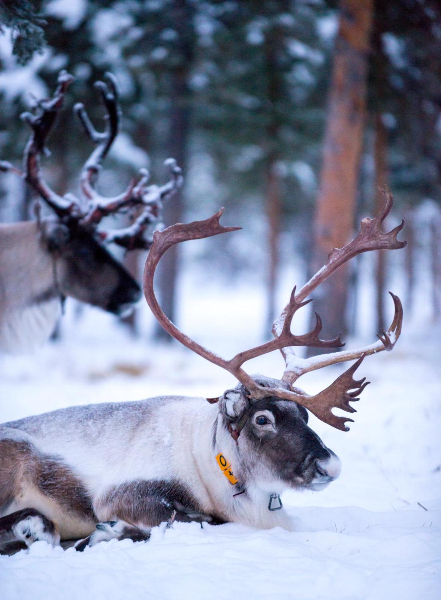 Reindeer Lodge Юккасъярви Экстерьер фото