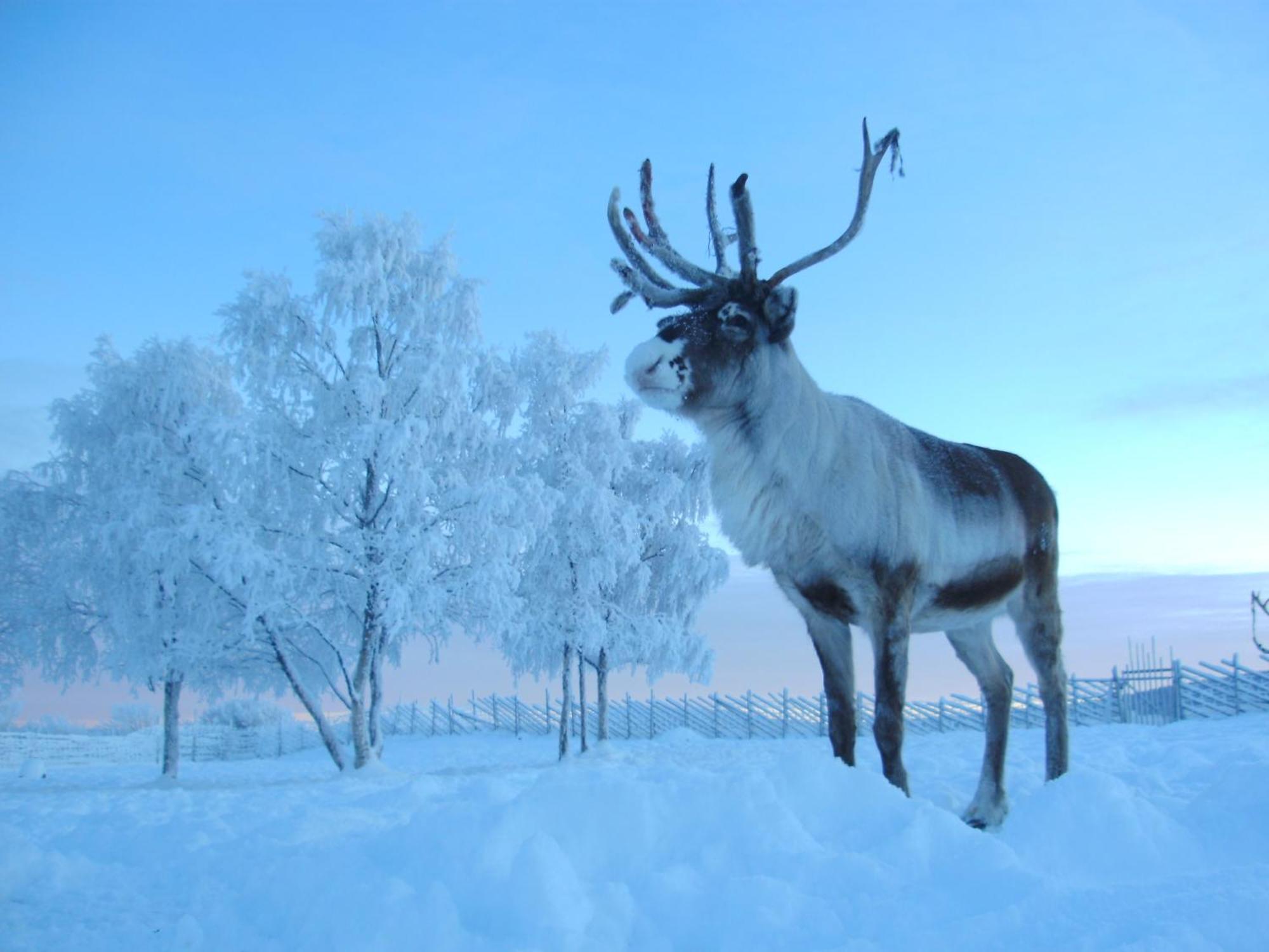Reindeer Lodge Юккасъярви Экстерьер фото