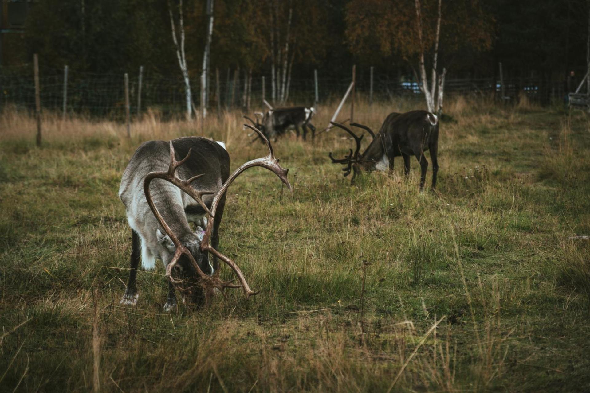 Reindeer Lodge Юккасъярви Экстерьер фото